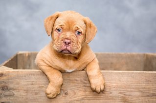 Hund in Kiste